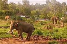 Adjustments to elephant conservation plan approved