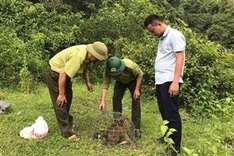 Rare monkey released into wild in Quang Tri