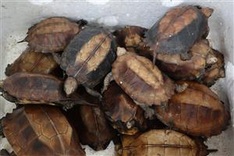Cuc Phuong National Park rescues 91 rare keeled box turtles