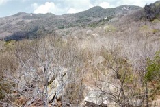 Ba Ria-Vung Tau at high risk of more forest fires