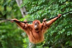 Indonesia pet orangutans released back into the wild