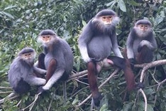 USAID launches Species Conservation Fund in Vietnam