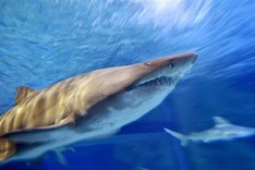 Mediterranean sharks risk 'disappearing': conservationists