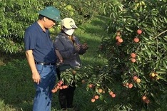 Vietnam’s first seedless lychee batch exported to the UK, Japan
