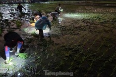 Nghe An farmers cultivate rice until night amid bitter weather