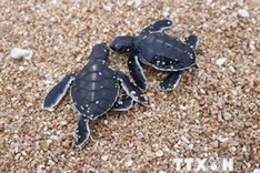 Sea turtles protected at Nui Chua National Park