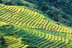 Ripening rice fields in Vietnam's northwestern region