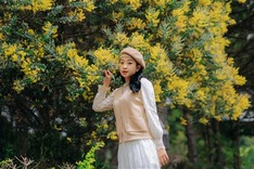 Dalat covered in yellow mimosa blossoms