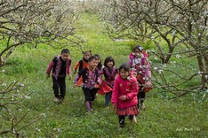 White plum blossoms cover Moc Chau valley