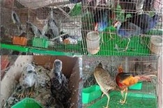 90% of respondents surveyed in Vietnam support closure of illegal wildlife market