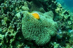 Ecosystem off Chàm Islands recovers after COVID-19