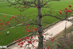 Red silk cotton flower season in Hanoi