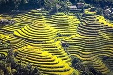 Culture and tourism week to highlight terraced rice fields in Ha Giang
