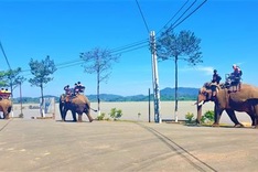 Animals Asia continues supporting Dak Lak elephant conservation