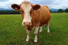 Cow dung protects from radiation, Indian court claims