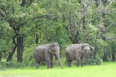 Dak Lak elephants enjoying free life in new tourism model