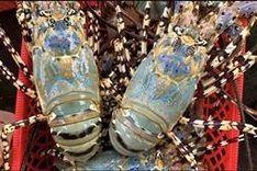 China asked to remove obstacles to Vietnamese rock lobster exports