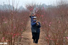 Peach blossoms cover Hanoi village