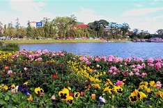 Dalat Flower Festival 2019 expected to lure 300,000 visitors
