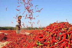 Vietnamese dried chillies fail South Korean pesticide residue levels