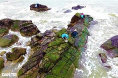 Seaweed season in Danang