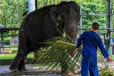 Neglected elephant touches down in Thai homeland after flight