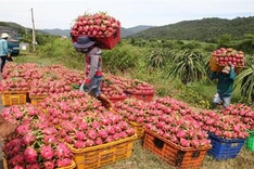 Vietnam sees rising vegetables and fruit exports to Thailand