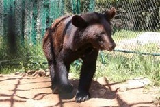 Traumatised by conflict, animals find haven in Jordan