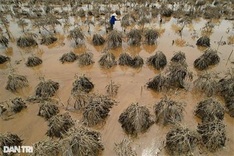 Hanoi peach farmers suffer big losses due to Storm Yagi