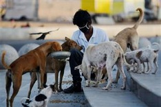 Animal lovers take to India's streets to feed virus strays