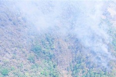 Over 600 help curb Dien Bien forest fire