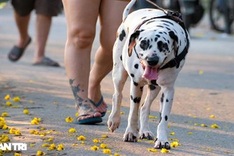 Unmuzzled dogs on Hanoi streets pose dangers