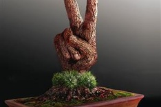 HCMC to host Asia Pacific Bonsai & Suiseki Convention and Exhibition