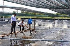 Cà Mau to penalise shrimp breeders causing environmental pollution