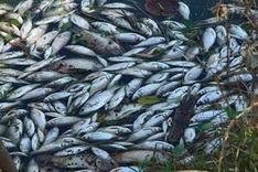 Mass fish deaths on Ha Nam river