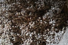 Traces of early humans found in Ninh Binh