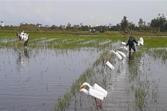 Thousands of wild bird traps found in Quang Binh