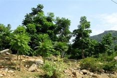 Ninh Thuan to grow more new forests