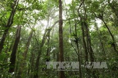 Central Highlands works toward sustainable forest development