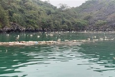 Lan Ha Bay faces pollution