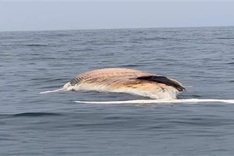 10-tonne whale found dead in Haiphong