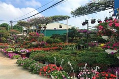 Nghe An flower village bustling ahead of Tet
