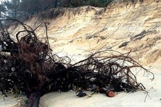 Many houses in Thua Thien-Hue evacuated due to beach erosion