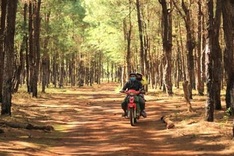 Gia Lai vegetation threatened by golf course project