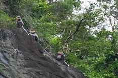 Grey-shanked douc langurs to have larger living area