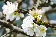 Plum blossoms cover Moc Chau valleys
