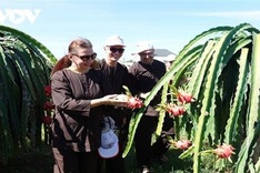 Binh Thuan unlocks agricultural tourism potential