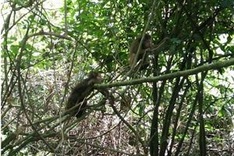 17 wild animals released into Quang Binh forest