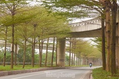 Beauty of Hanoi’s Madagascar almond road