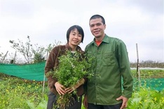 Hanoi couple perservere in organic farming
